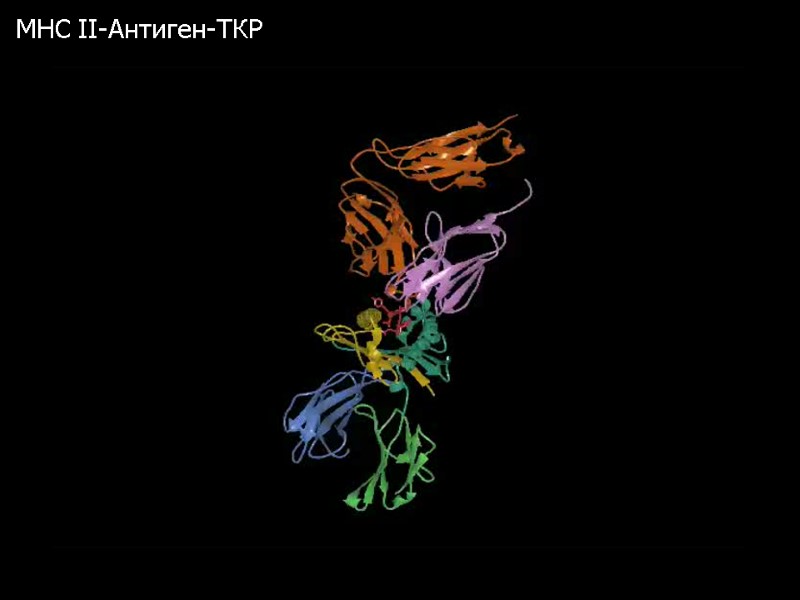MHC II-Антиген-ТКР
